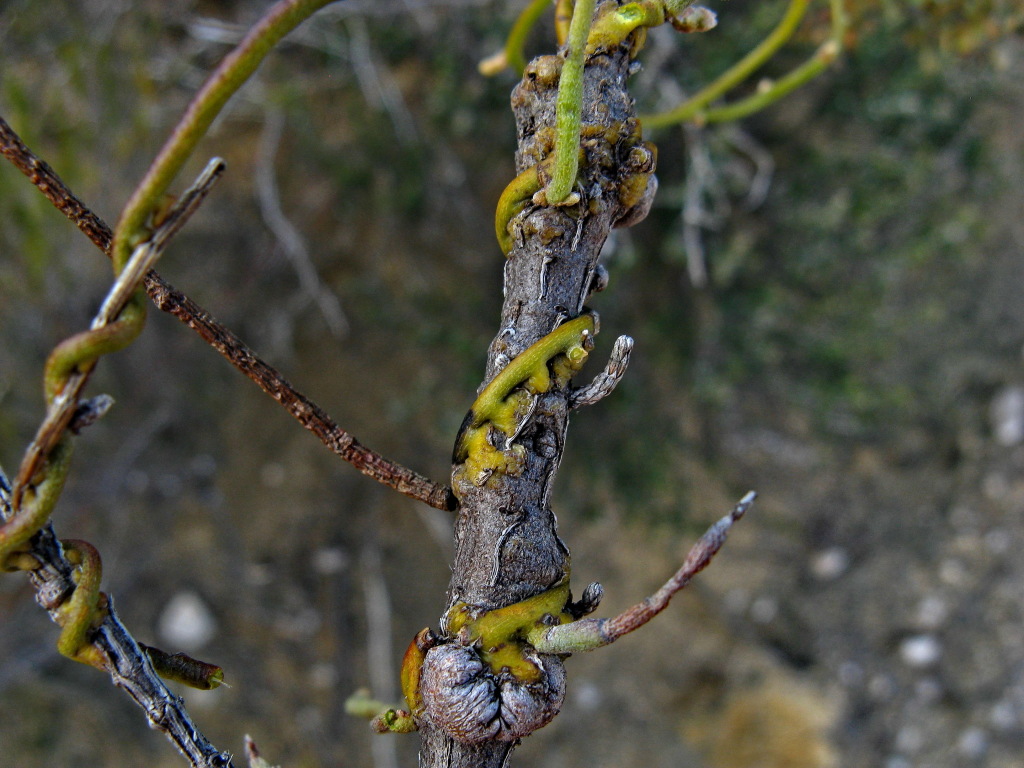 Cassytha pubescens (hero image)