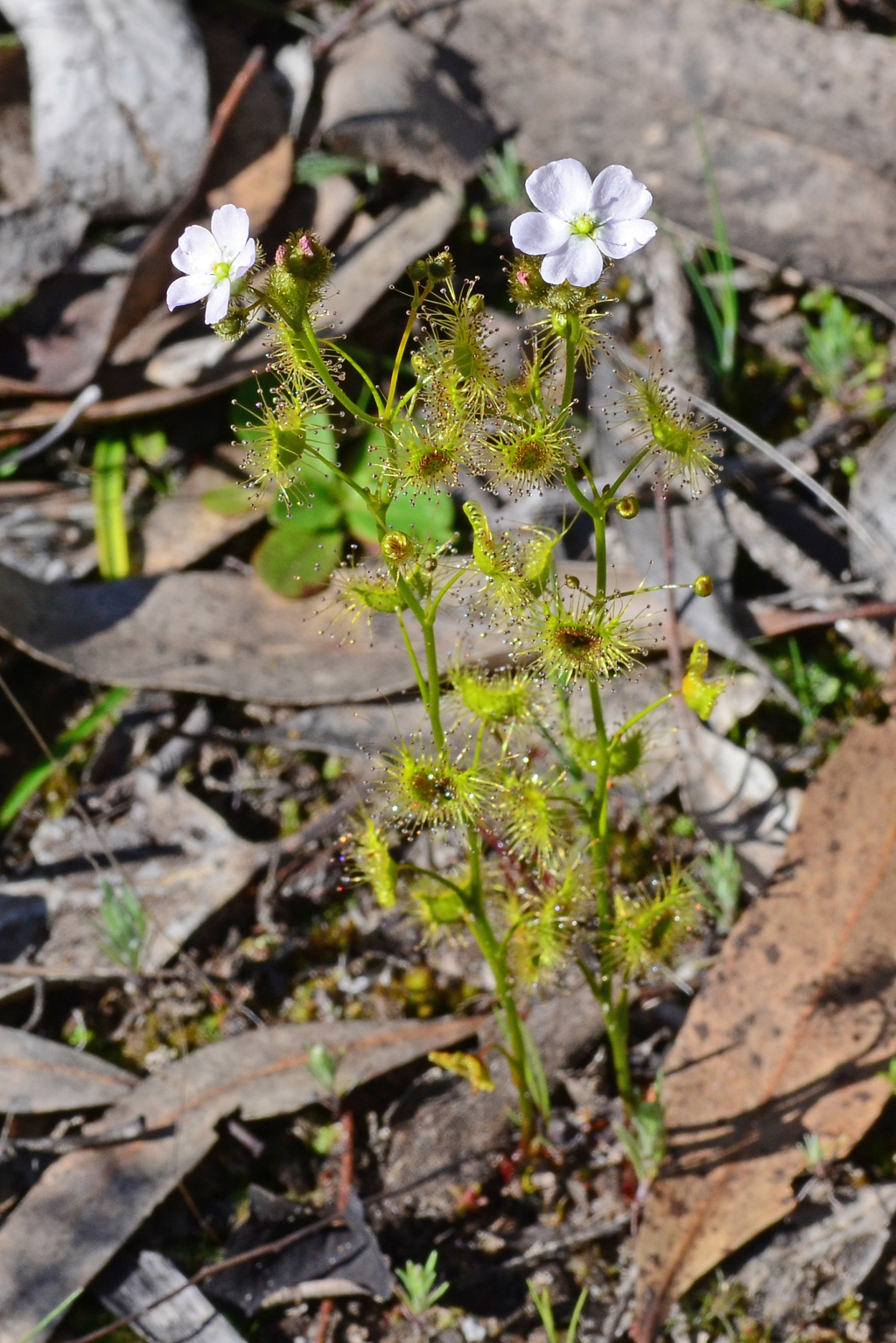 Drosera (hero image)