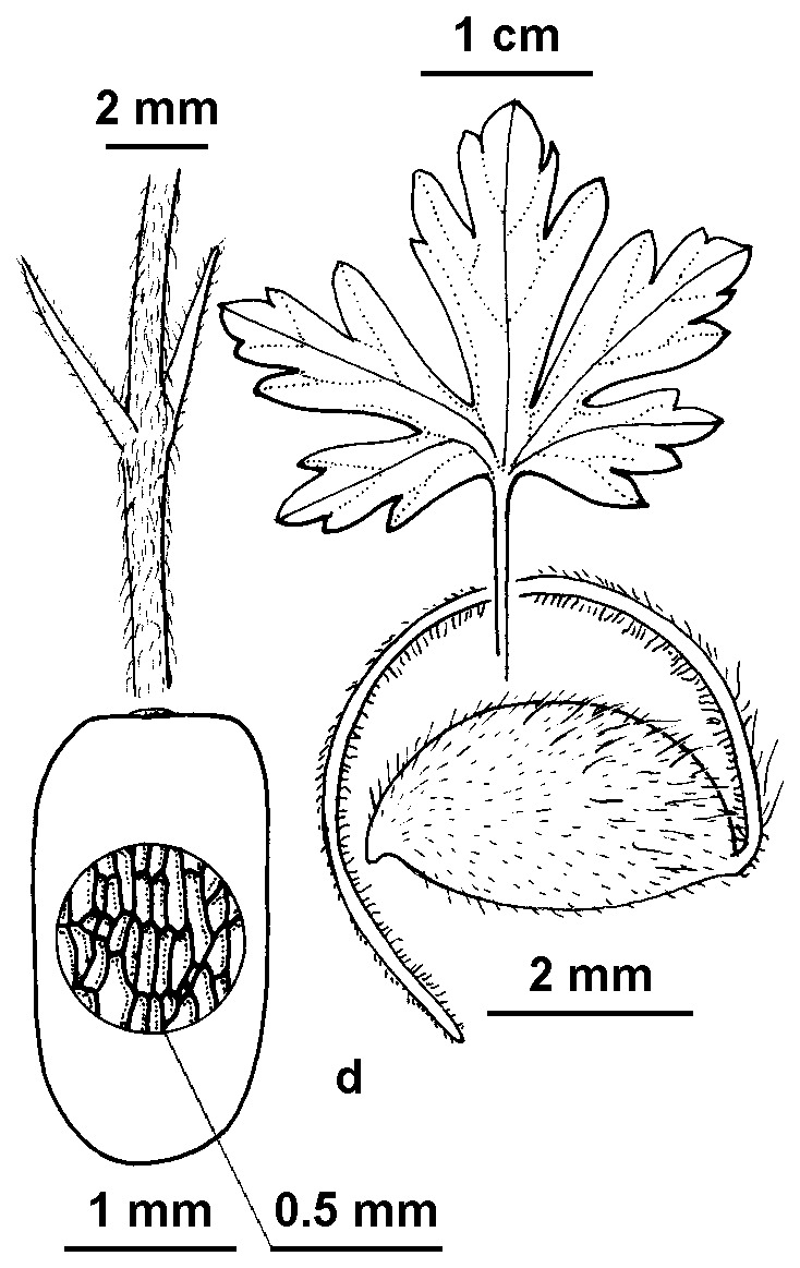 Geranium potentilloides var. abditum (hero image)