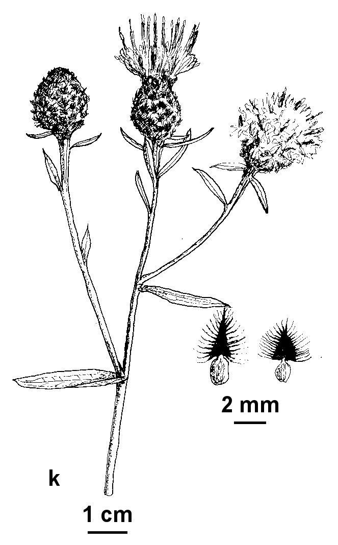 Centaurea nigra (hero image)