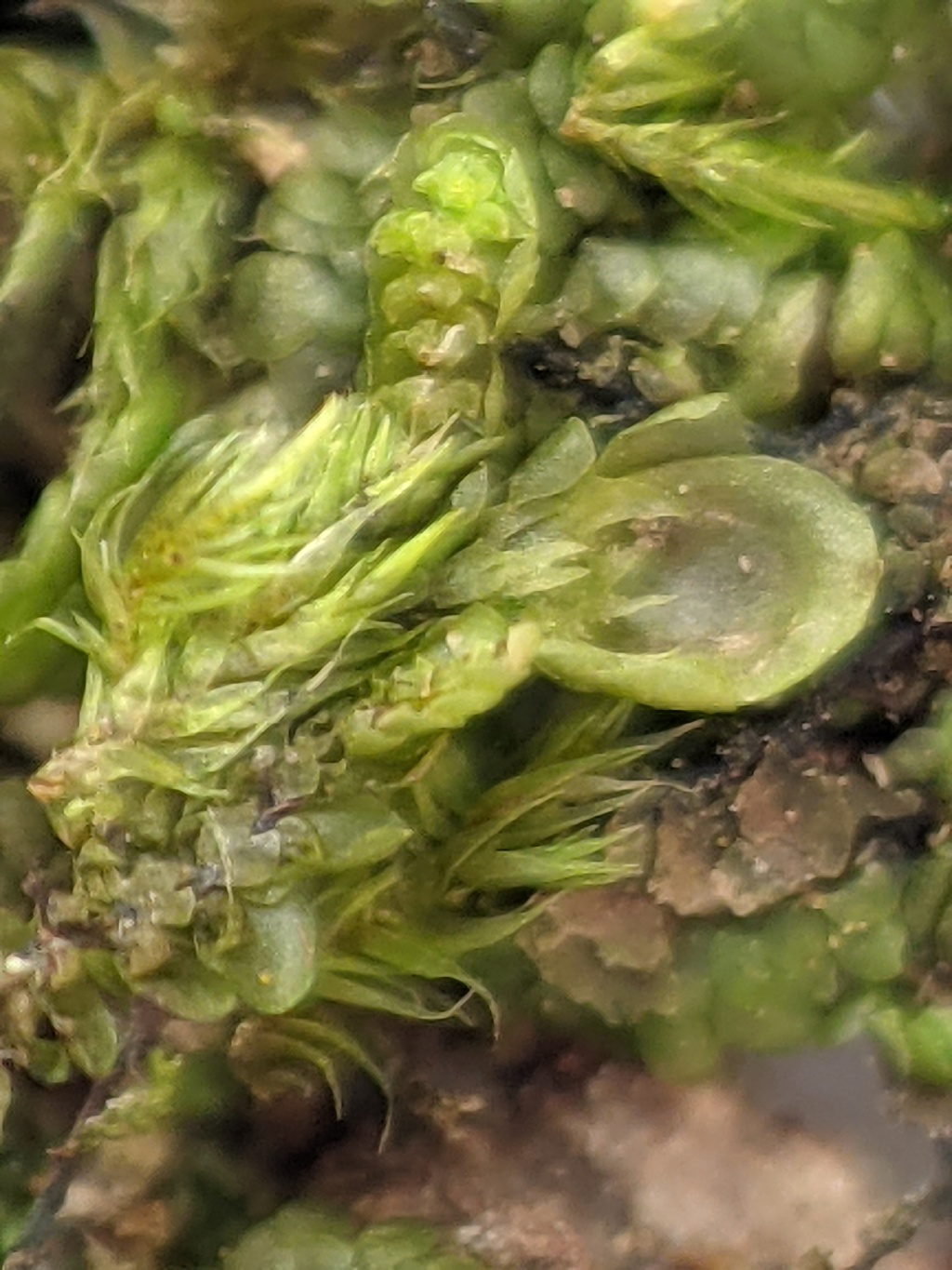 Frullania (hero image)