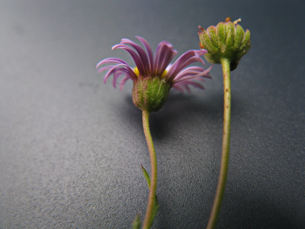 Brachyscome ciliaris var. ciliaris (hero image)