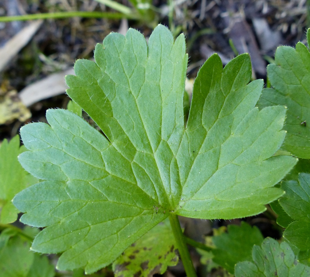 Ranunculus muricatus (hero image)