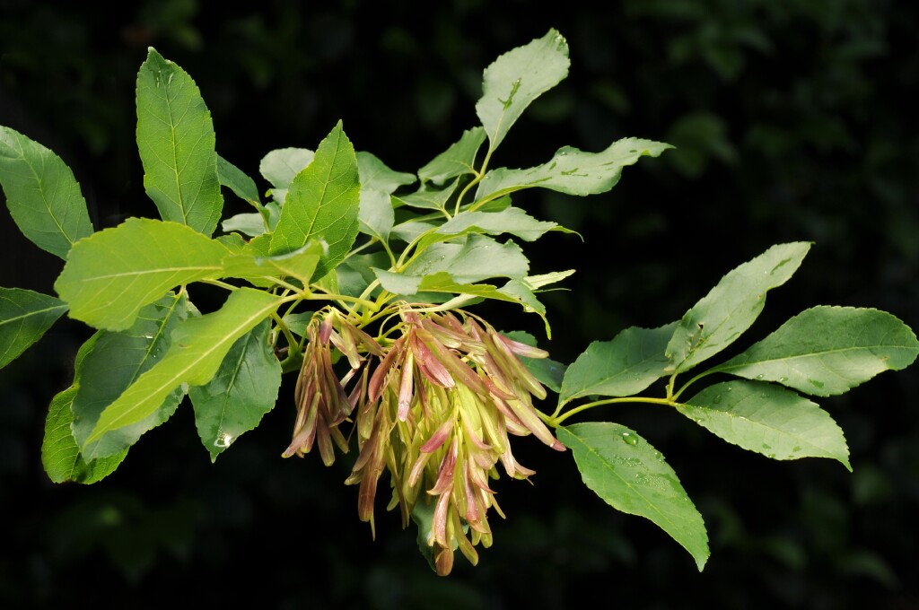 Fraxinus ornus (hero image)