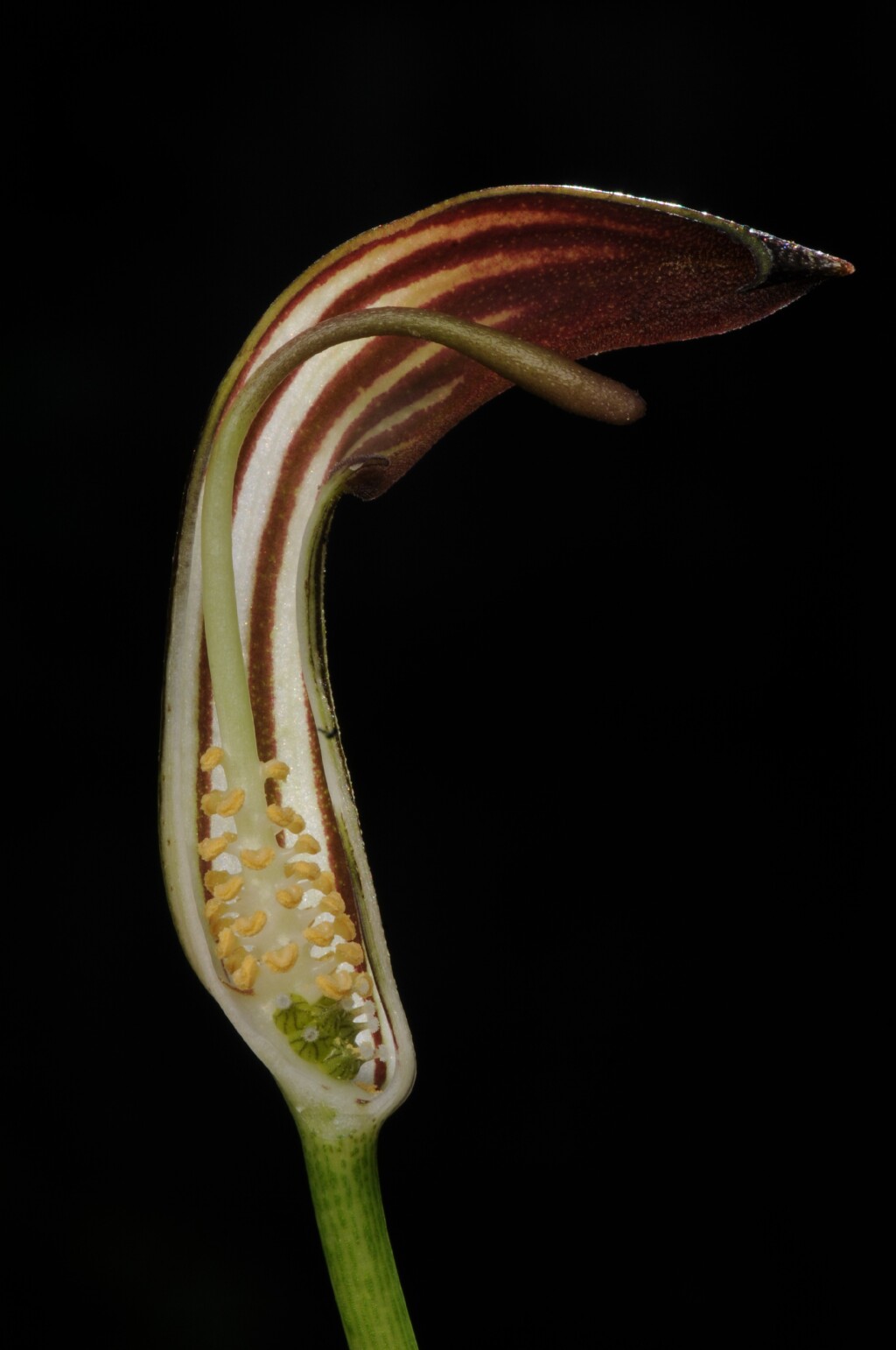 Arisarum vulgare (hero image)