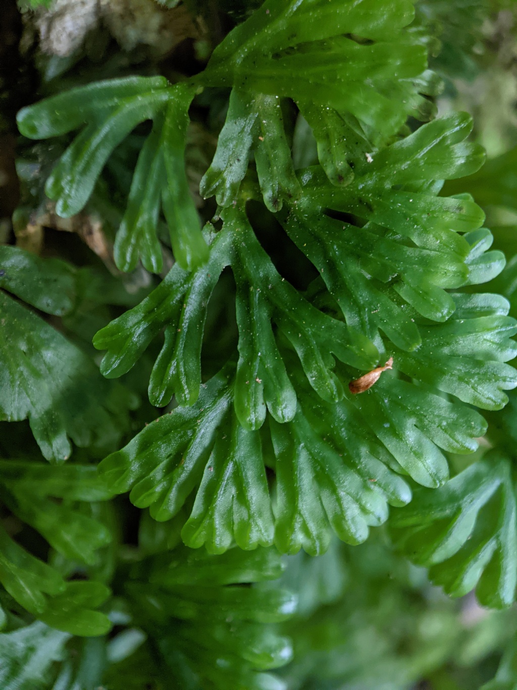 Hymenophyton (hero image)