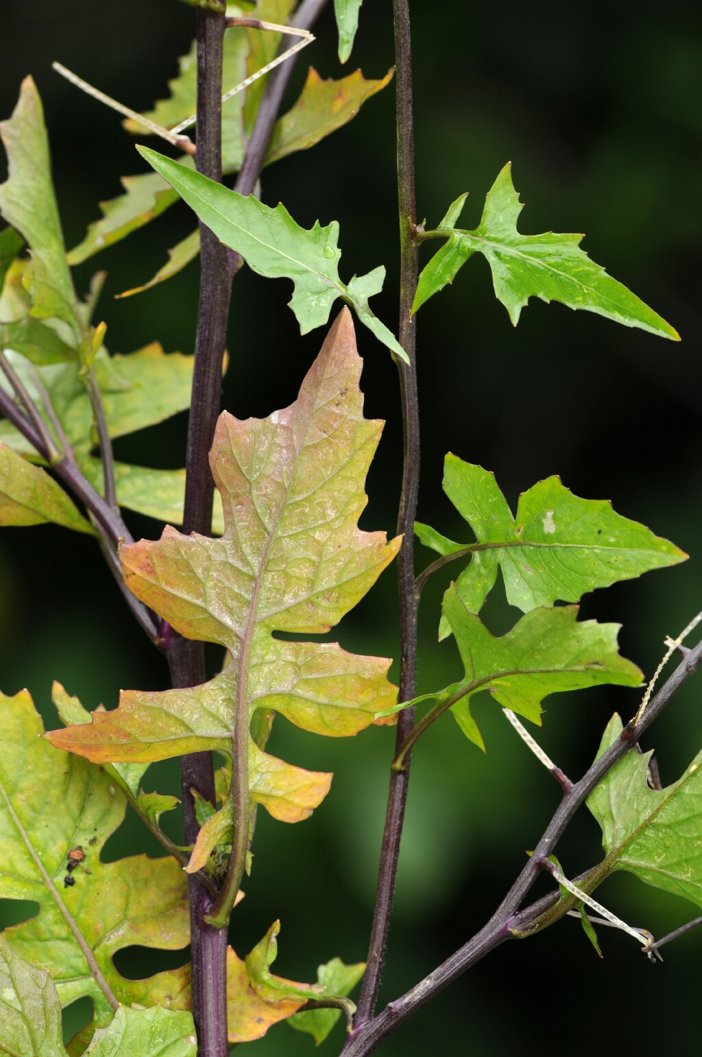 Sisymbrium erysimoides (hero image)