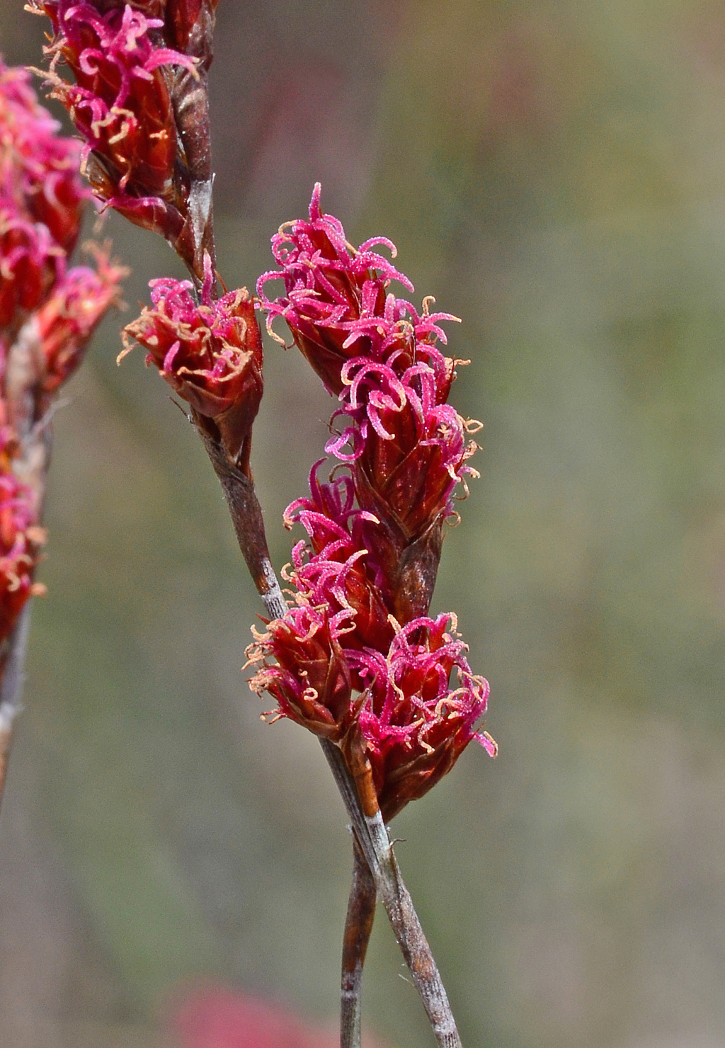 Apodasmia brownii (hero image)