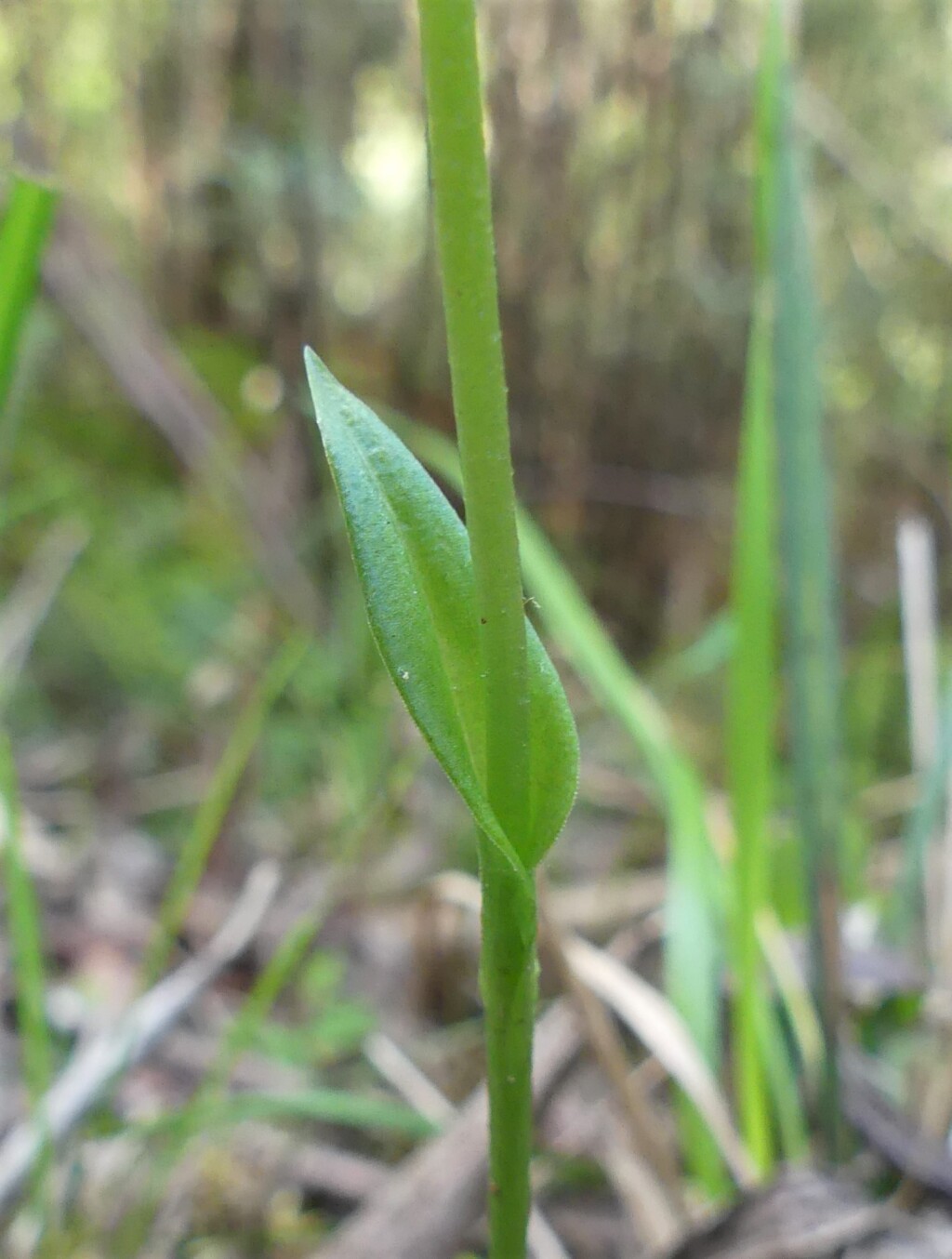 Pterostylis monticola (hero image)