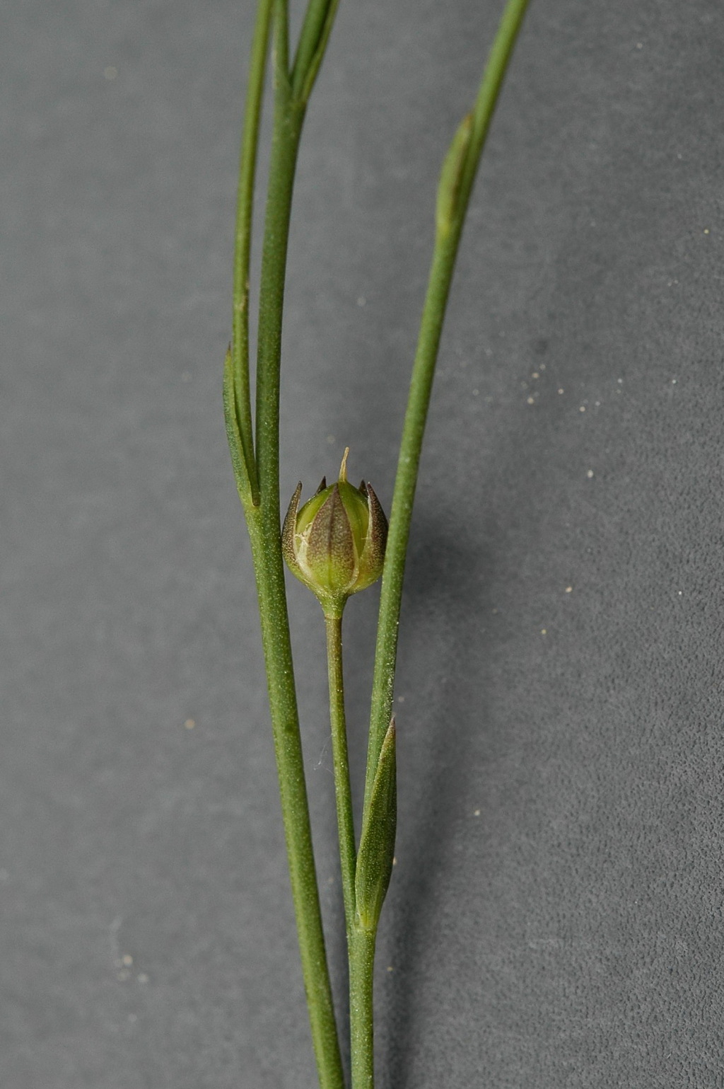 Linum marginale (hero image)