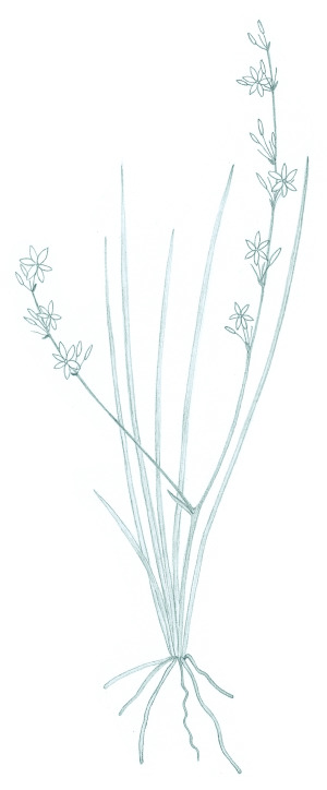 Caesia parviflora var. minor (hero image)