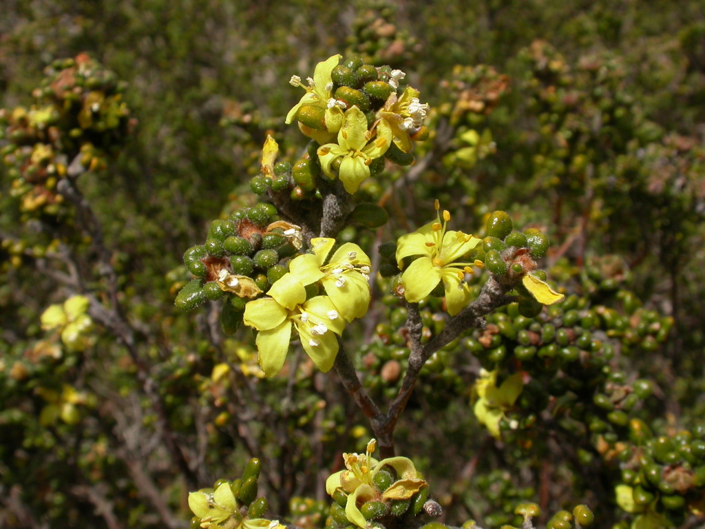 Asterolasia trymalioides subsp. villosa (hero image)