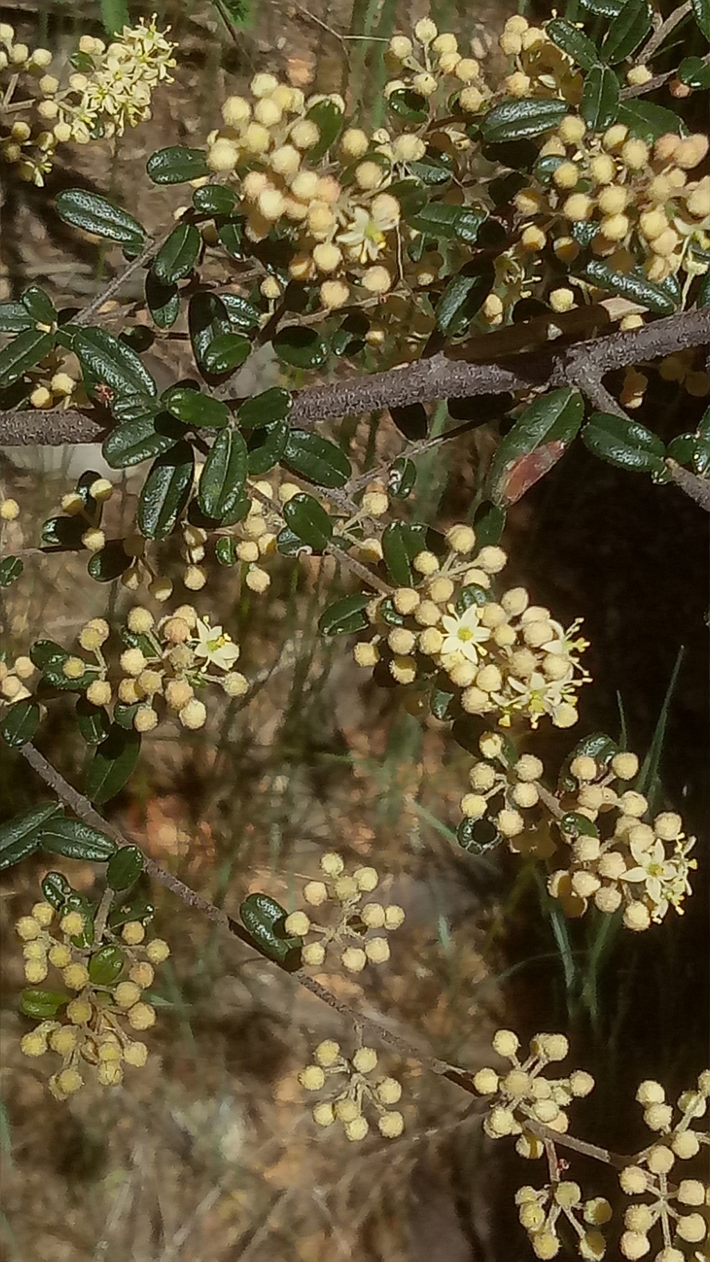 Pomaderris helianthemifolia subsp. minor (hero image)