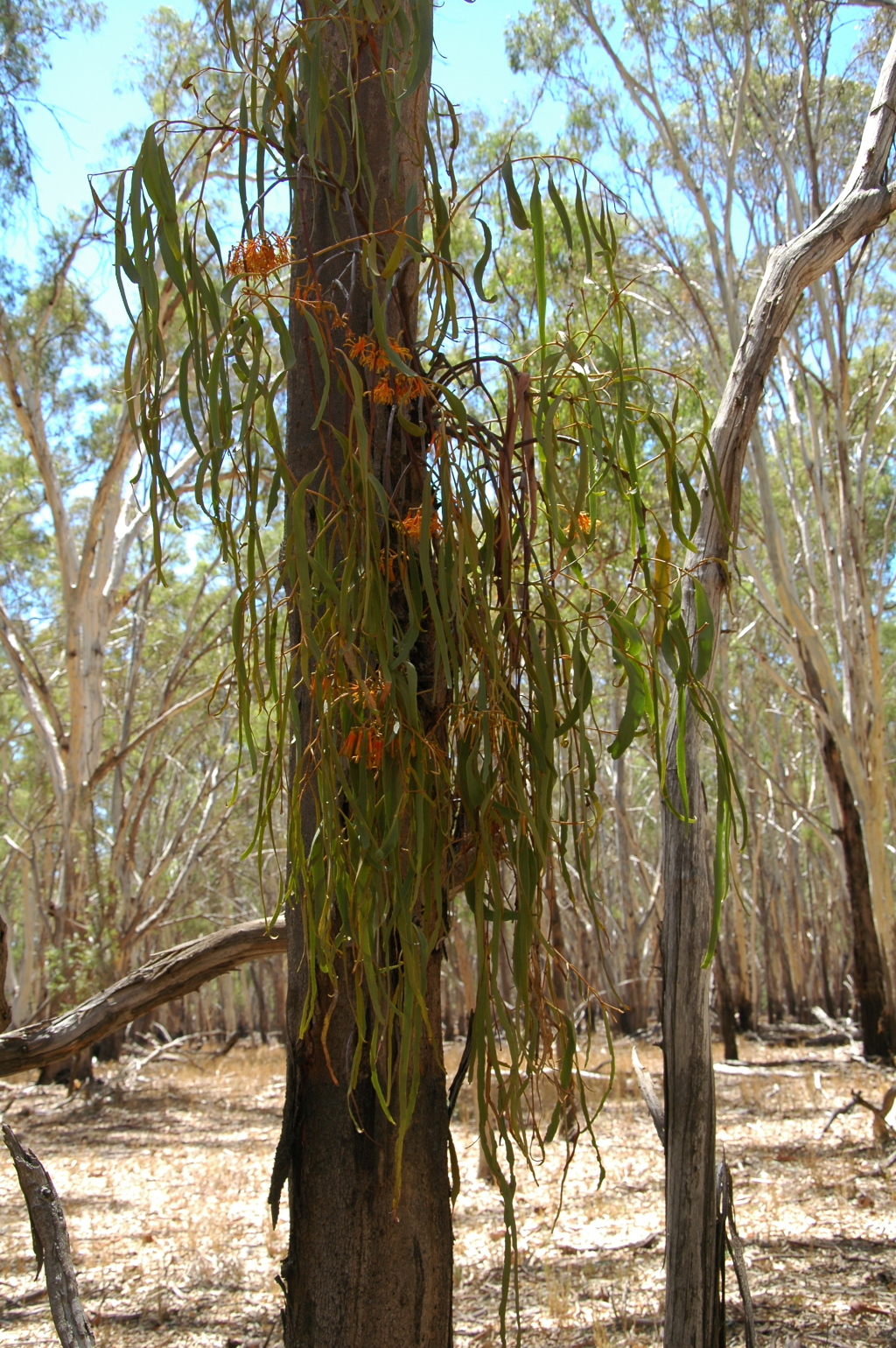 Amyema pendula (hero image)