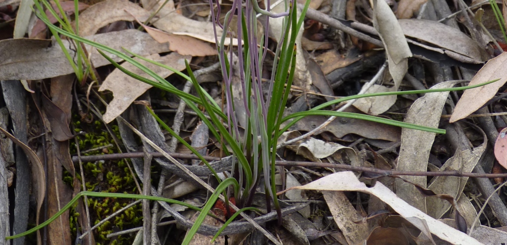 Thelymitra rubra (hero image)