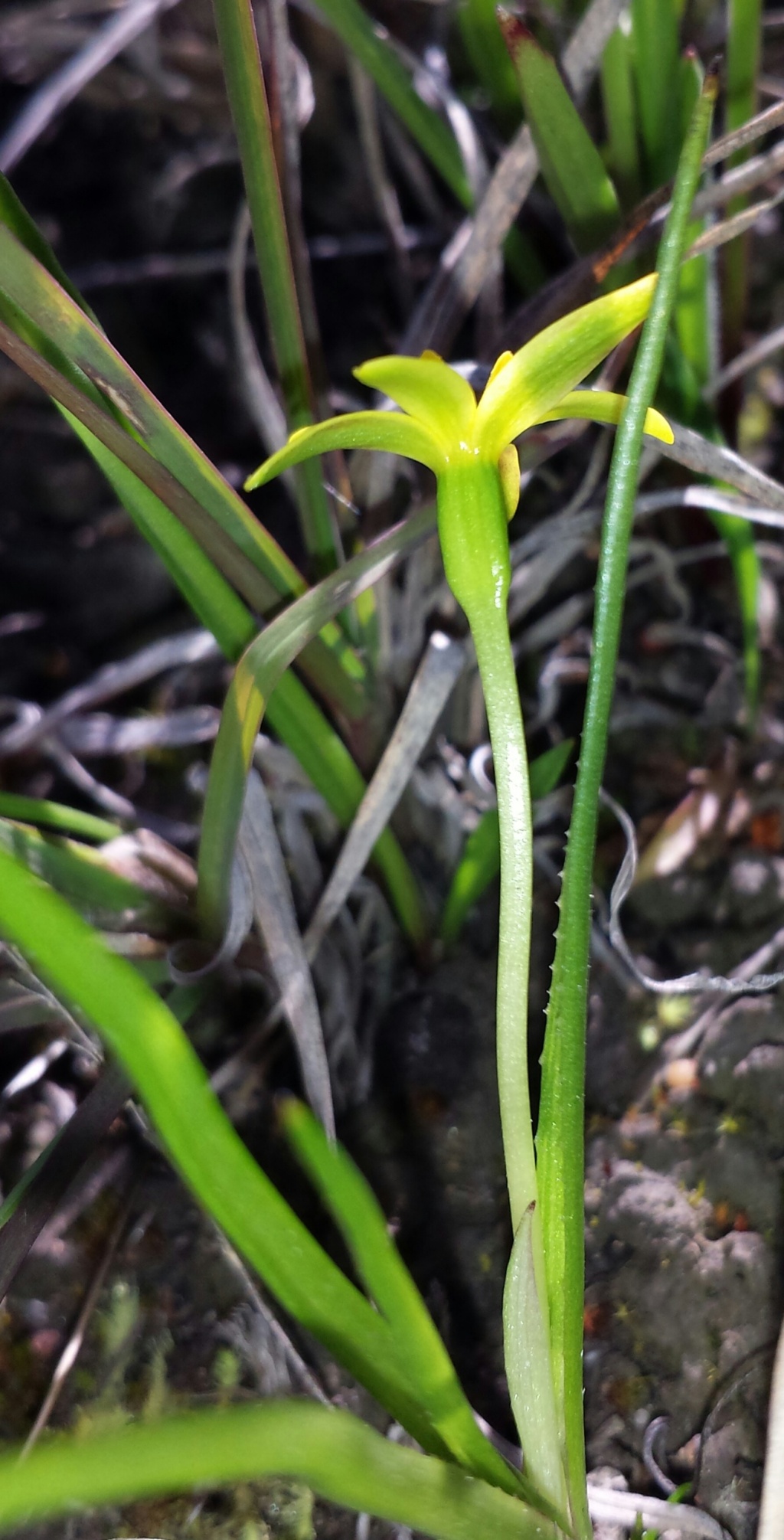 Pauridia vaginata var. vaginata (hero image)