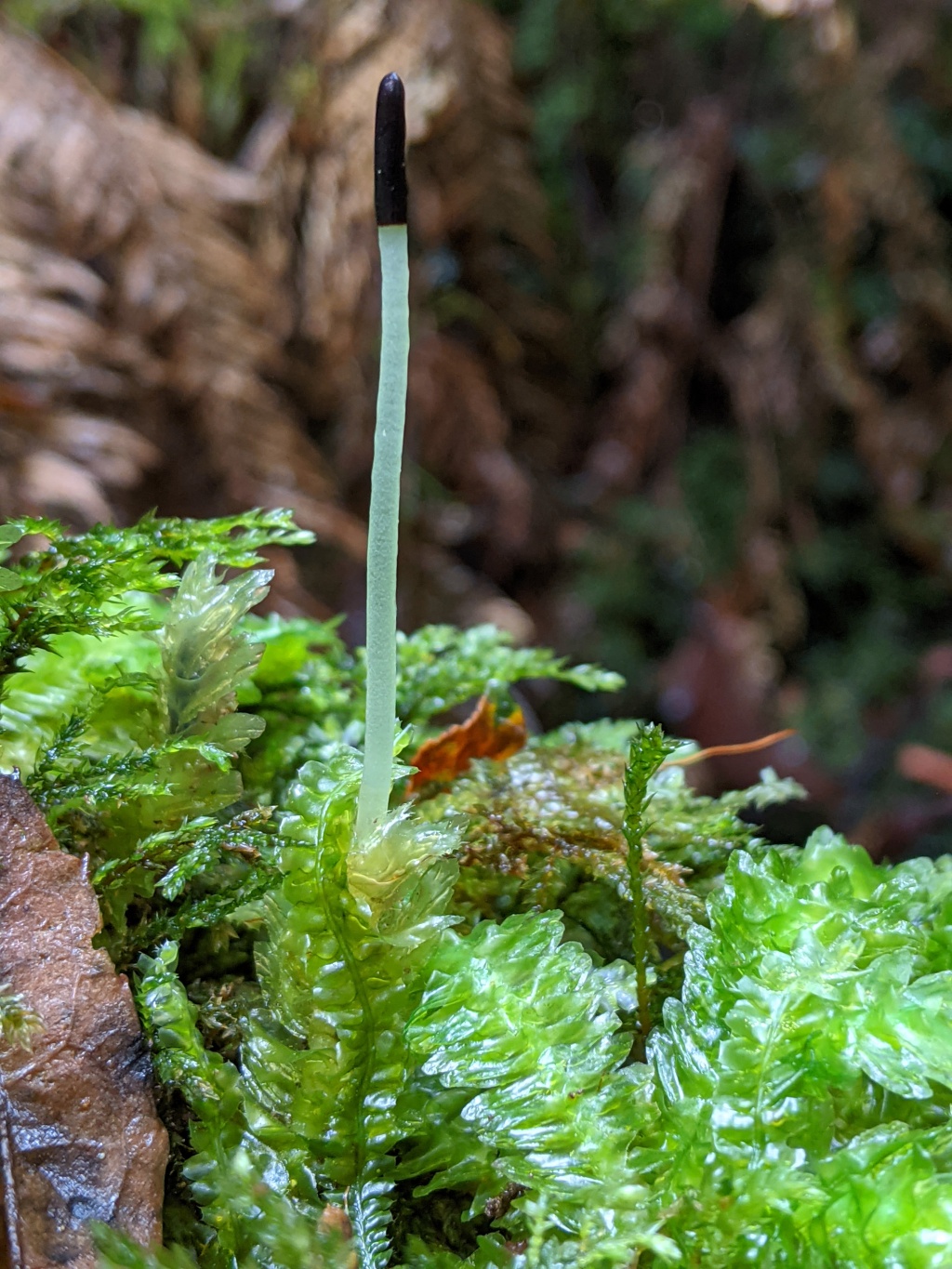 Schistochilaceae (hero image)