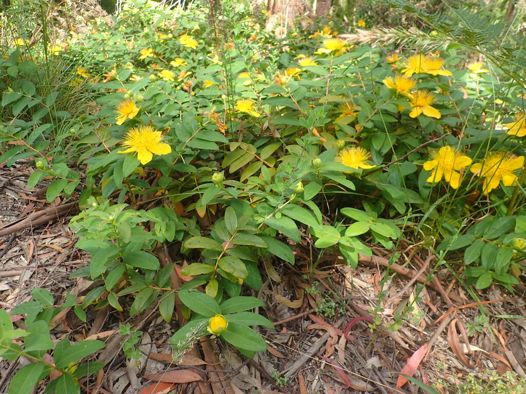 Hypericum calycinum (hero image)