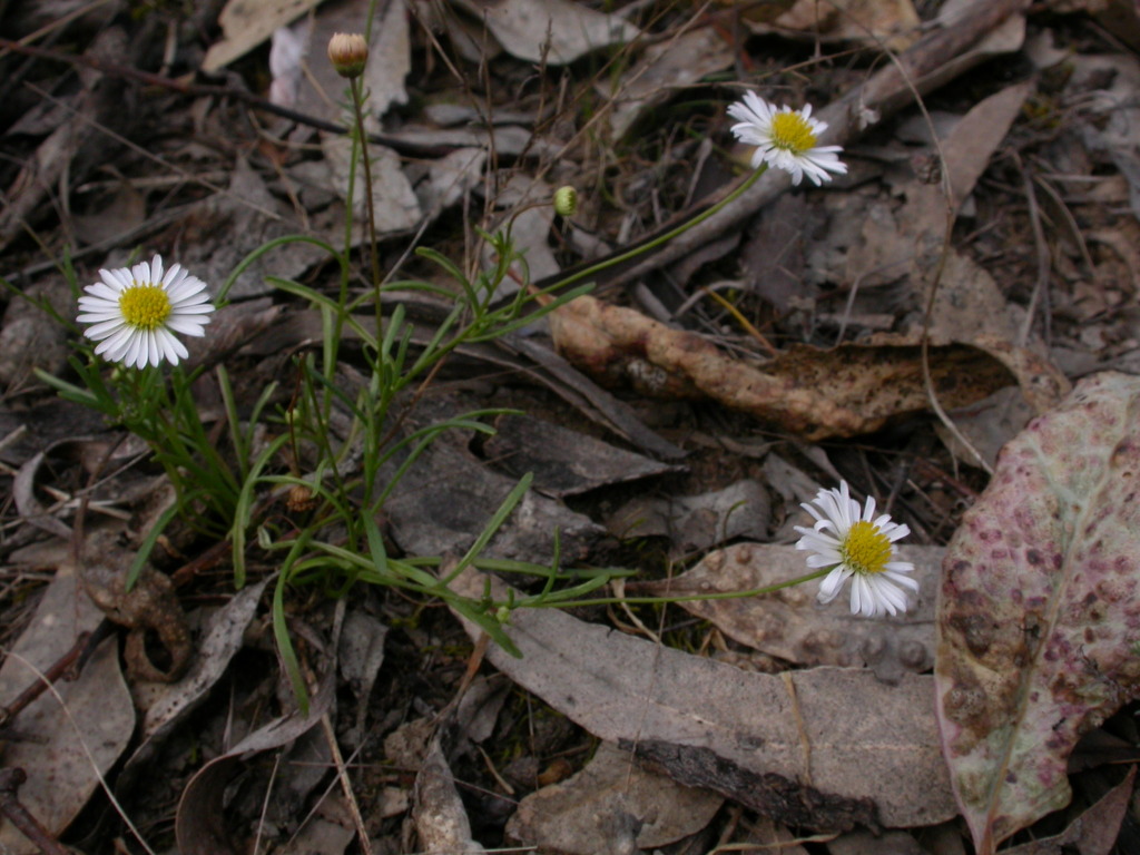 Brachyscome debilis (hero image)