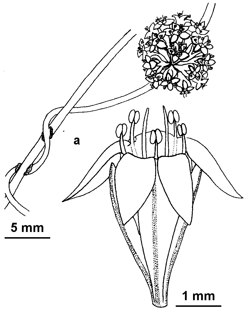 Cuscuta epithymum (hero image)