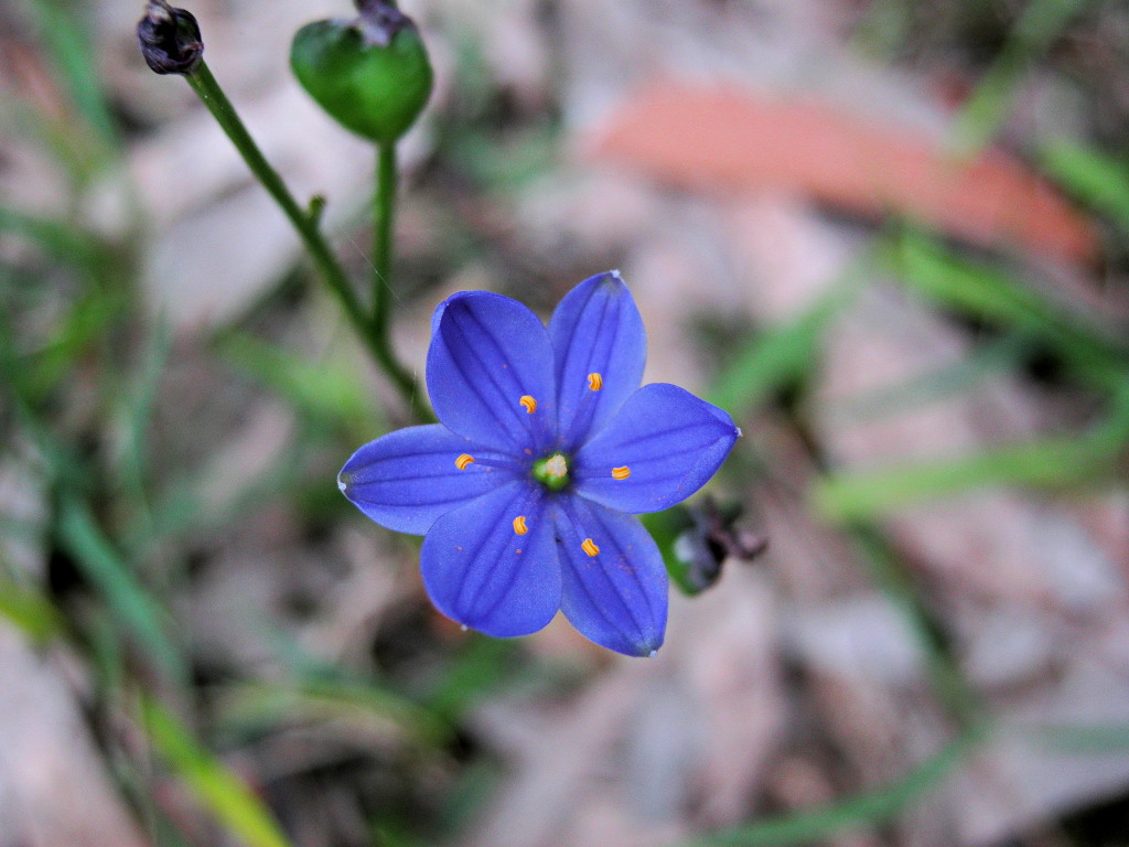 Asphodelaceae (hero image)