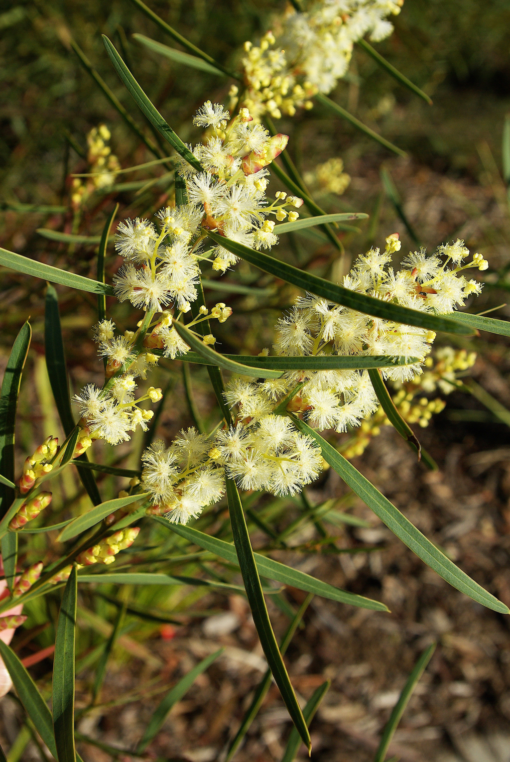 Acacia suaveolens (hero image)