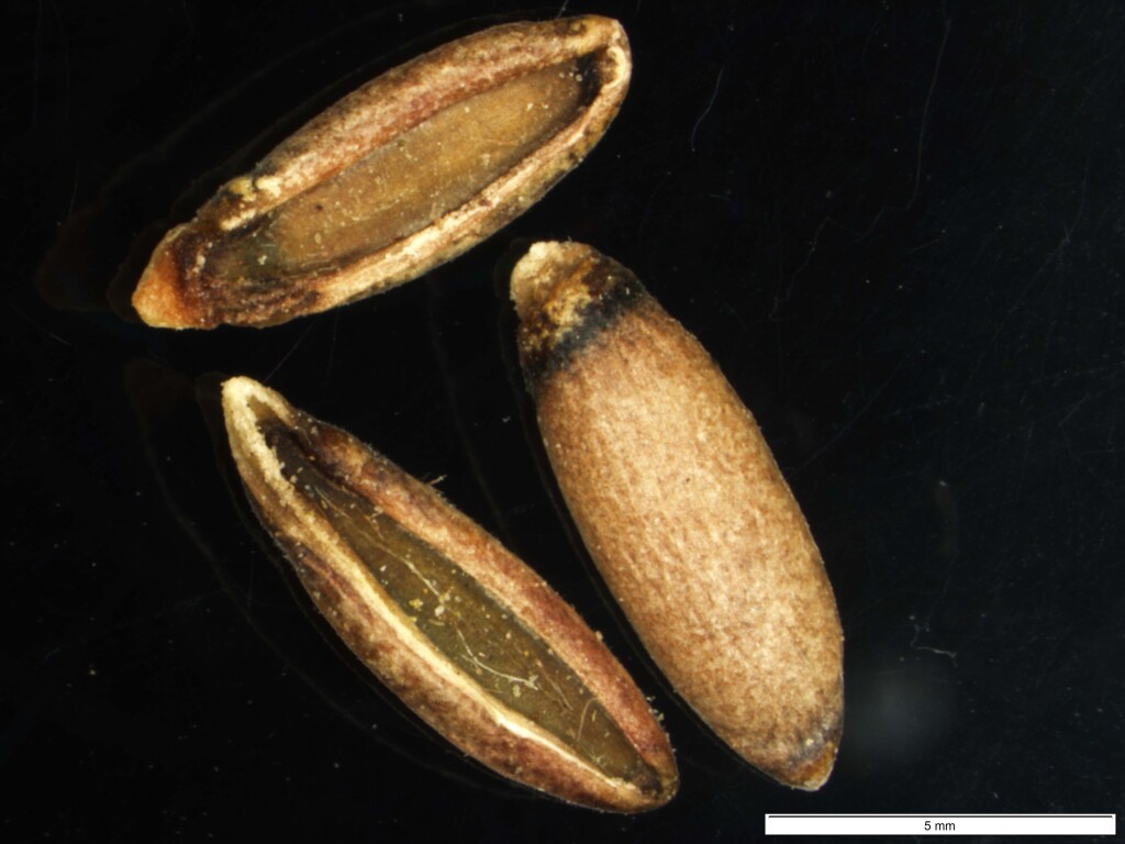 Grevillea patulifolia (hero image)