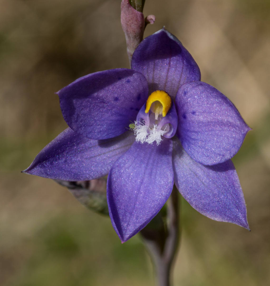 Thelymitra ×truncata (hero image)