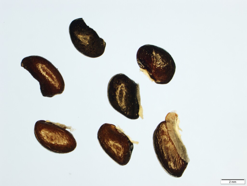 Correa reflexa var. lobata (hero image)