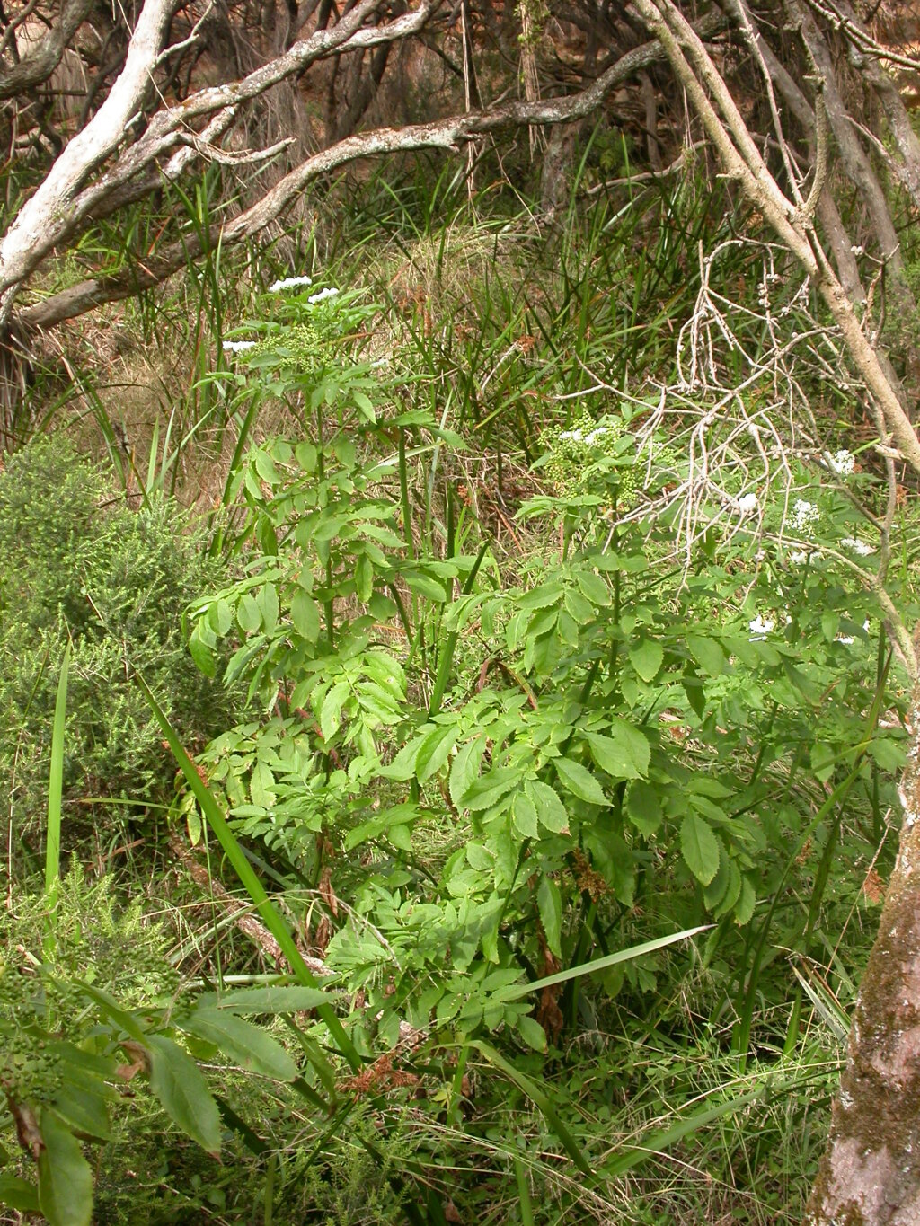 Sambucus (hero image)