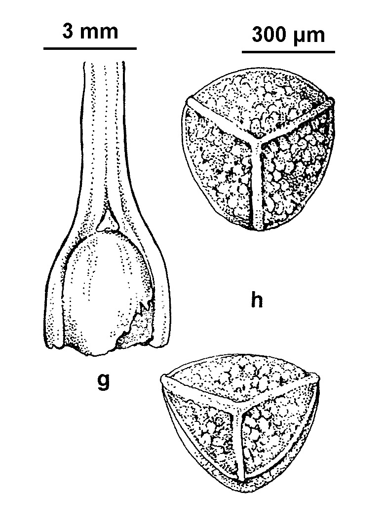 Isoetes muelleri (hero image)