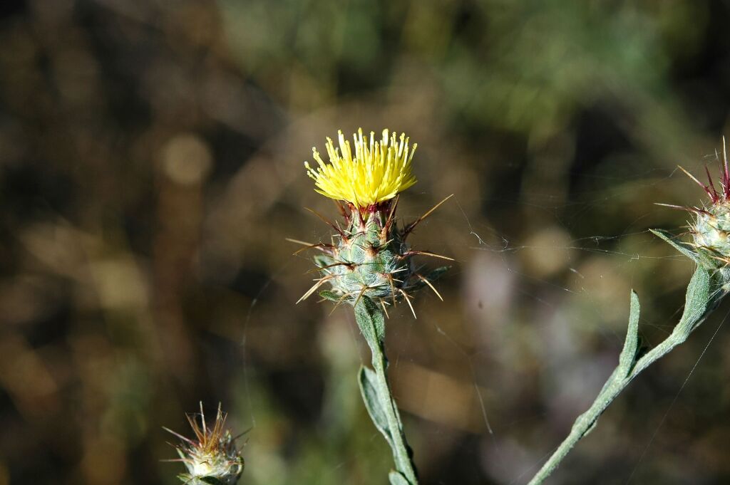 Centaurea melitensis (hero image)