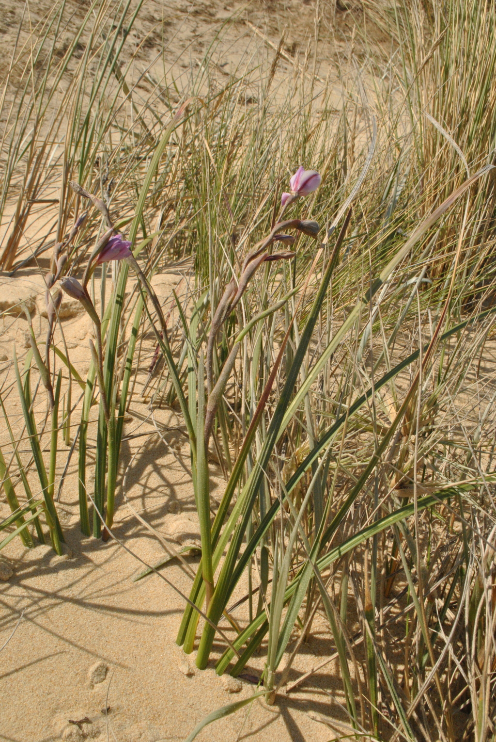 Gladiolus gueinzii (hero image)