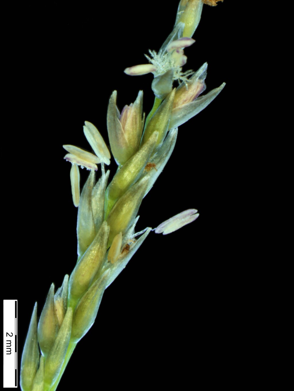 Sporobolus africanus (hero image)