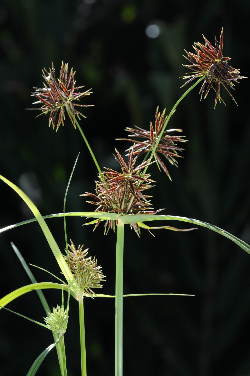 Cyperus congestus (hero image)