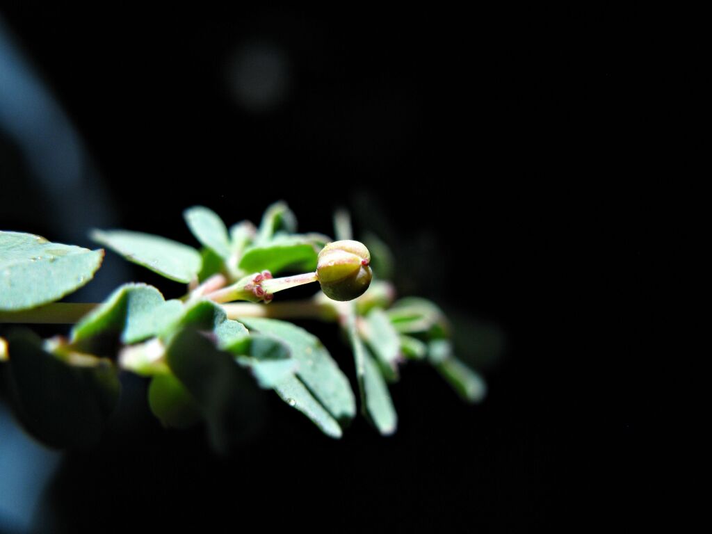 Euphorbia dallachyana (hero image)