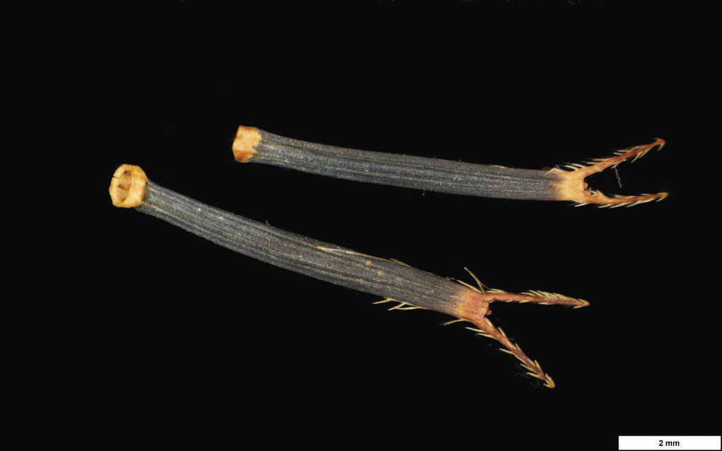 Glossocardia bidens (hero image)