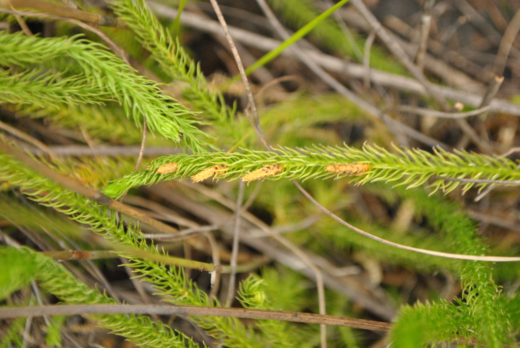 Lycopodiella lateralis (hero image)