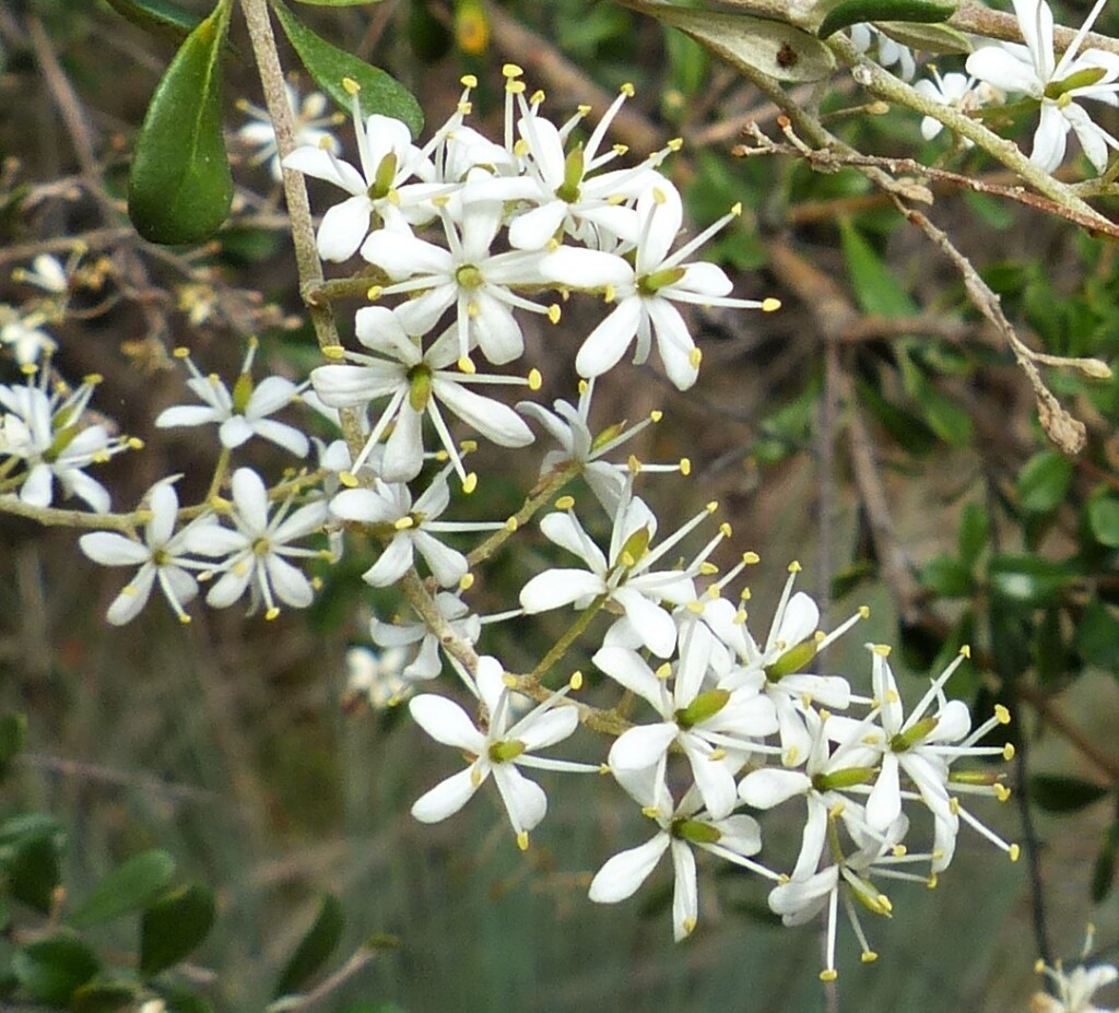 Bursaria spinosa subsp. lasiophylla (hero image)