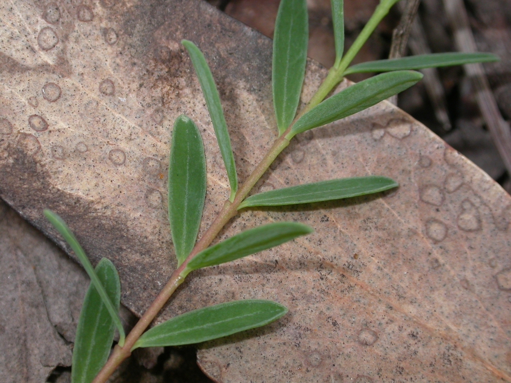 Pimelea linifolia subsp. linifolia (hero image)