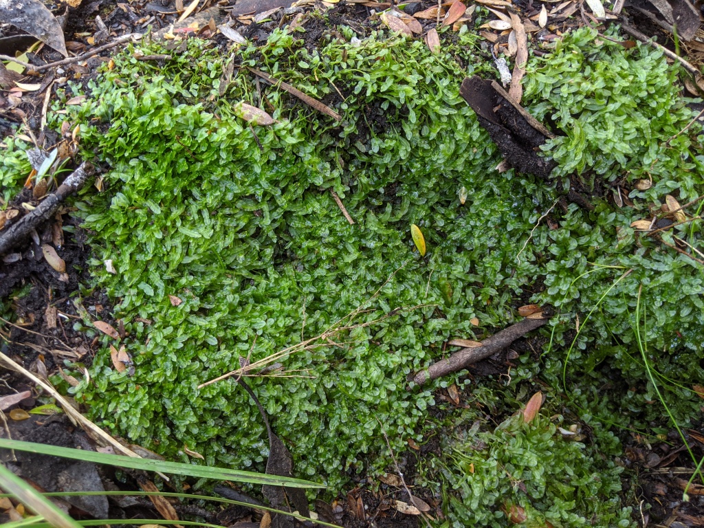 Pallaviciniaceae (hero image)