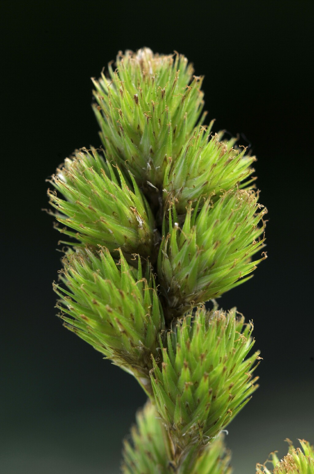 Carex tribuloides (hero image)