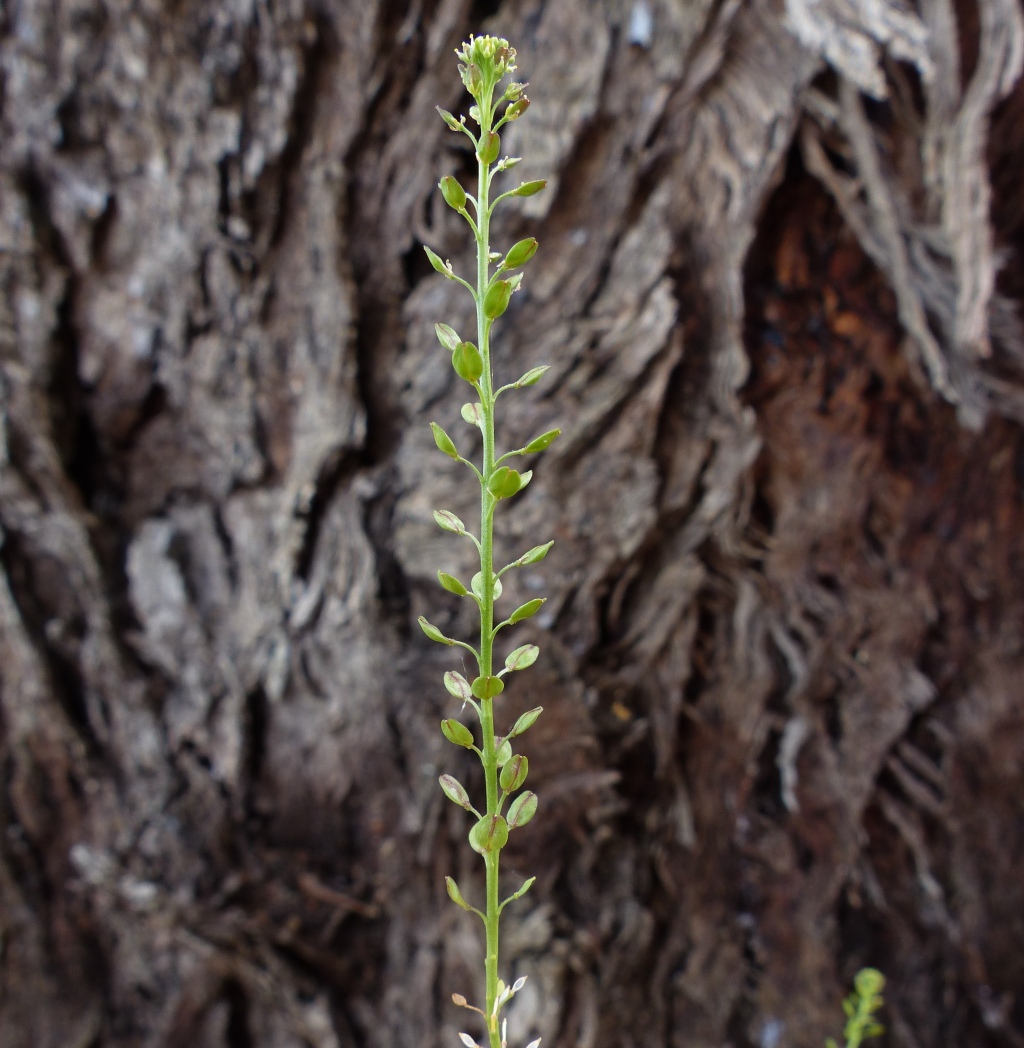 Lepidium africanum (hero image)