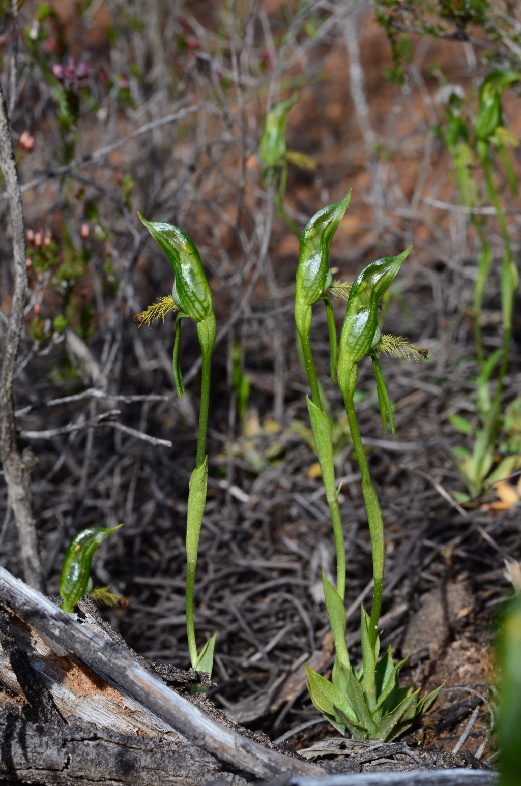 Pterostylis plumosa (hero image)