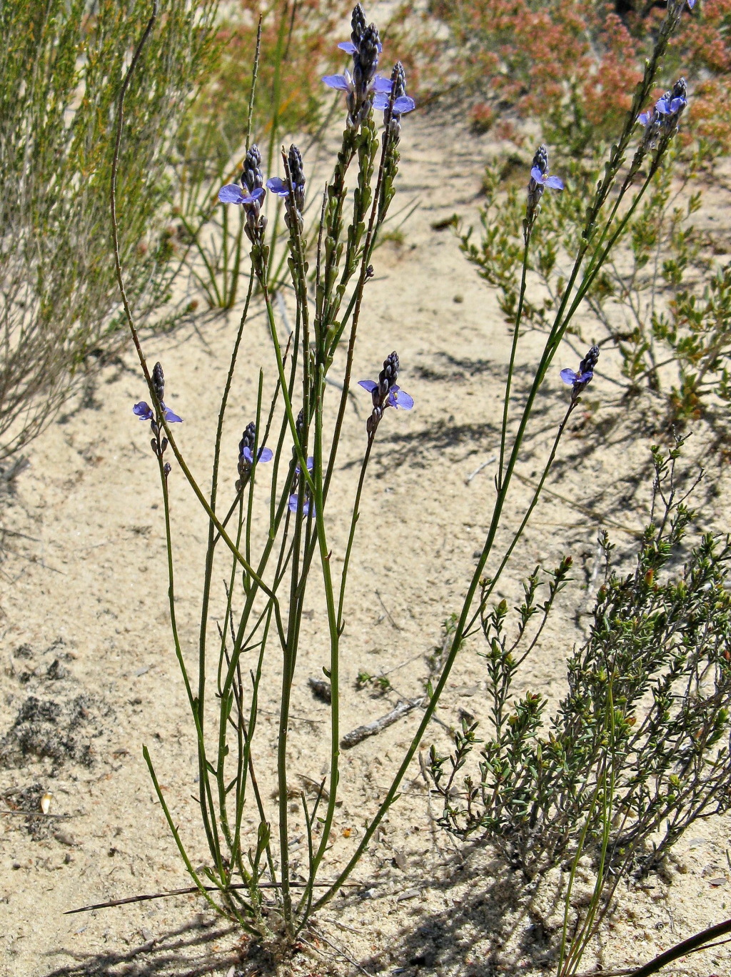 Comesperma calymega (hero image)