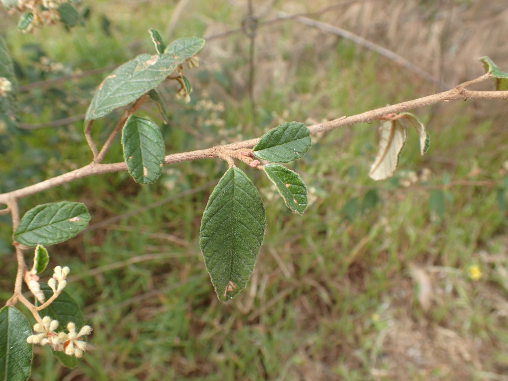 Pomaderris prunifolia (hero image)