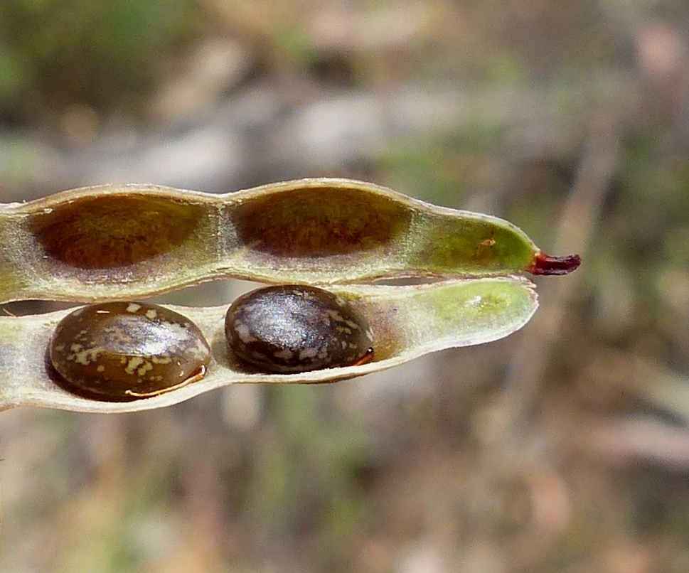 Acacia gunnii (hero image)