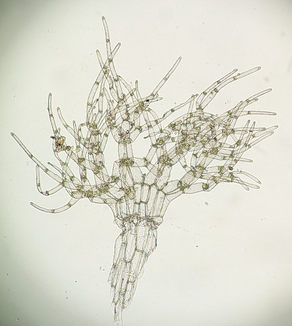 Trichocoleaceae (hero image)