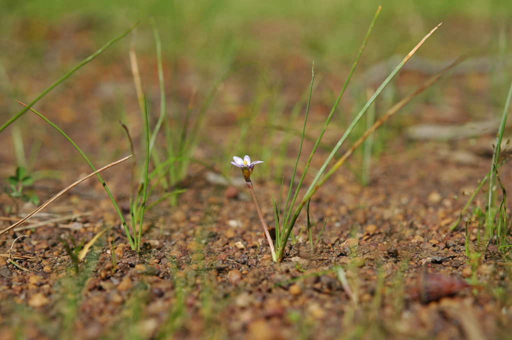 Romulea minutiflora (hero image)