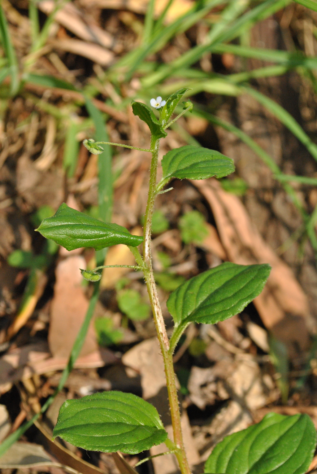 Hackelia latifolia (hero image)